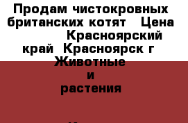 Продам чистокровных британских котят › Цена ­ 3 500 - Красноярский край, Красноярск г. Животные и растения » Кошки   
